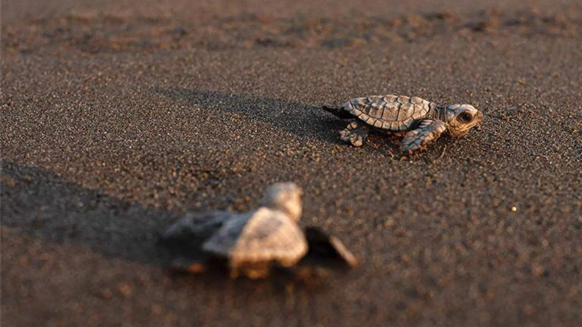 Tortugas protegidas